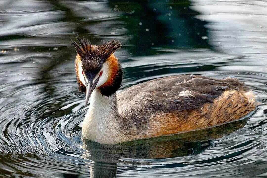 Great Crested Grebe close